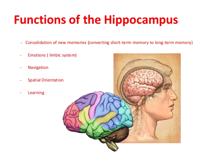 Hippocampus Function Brain